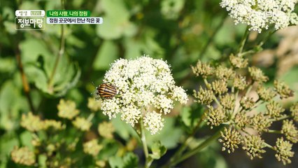 정원 곳곳에서 만난 작은 꽃!