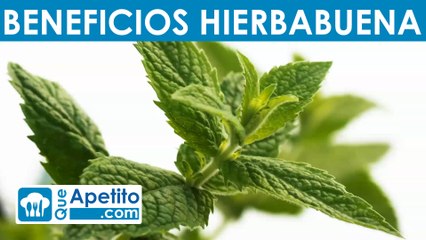 8 propiedades y beneficios de la hierbabuena | QueApetito