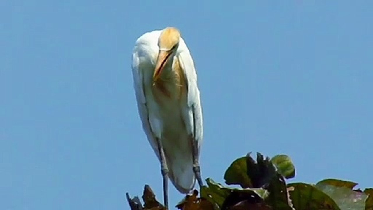 Egret bird video