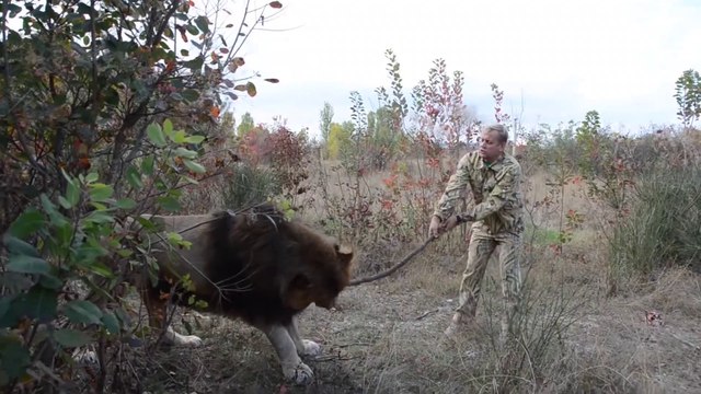 Il joue avec son lion comme si c'était un chien... Va chercher le baton