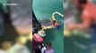 Fishermen rescue whale shark tangled in row of beach buoys off coast of Malaysia