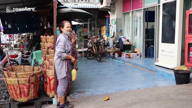 Hitch-hiking monkey settling into new life after raiding market in Thailand