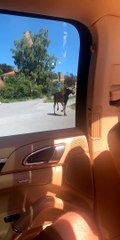 Bystanders Have Close Encounter with Young Moose