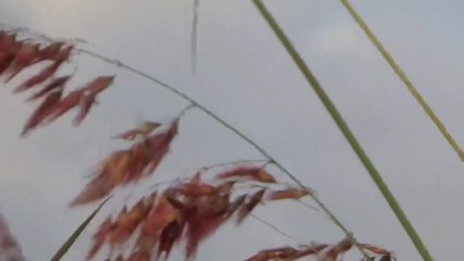 Gadis Desa Harumkan Indonesia di Mancanegara (Part 1)