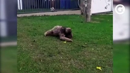 Preguiça passeia pelo Bairro Coqueiral, em Aracruz