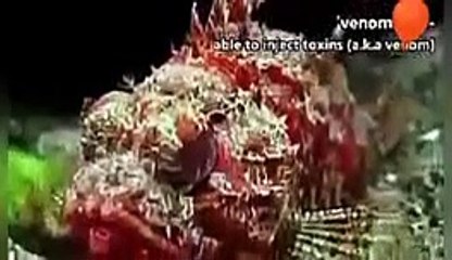 7 most Venomous fishes in the world.
