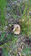 Melki, Kanlıca, Çintar mantarı