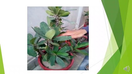 cactus plant and recovery