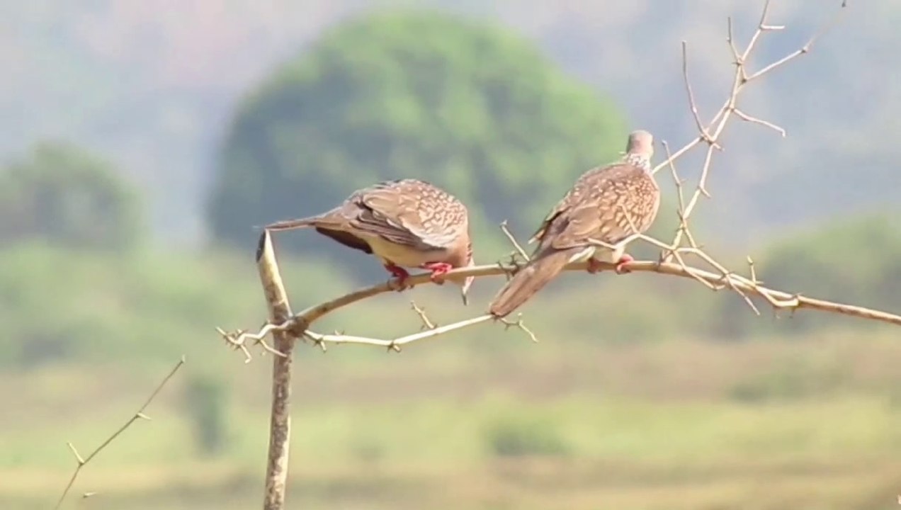 Laughing dove bird video