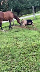 Goofy Goat Pesters Hooved Friend
