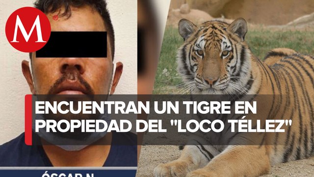 Catean cuatro inmuebles relacionados con 'El Loco Téllez'