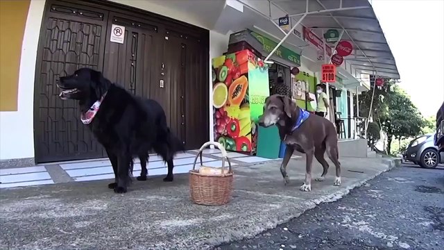 Asaltan a perrito que ayudaba a entregar despensas