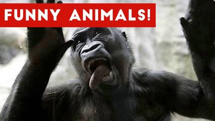 Funniest Pet Clips, Bloopers & Moments Caught On Tape 2017 _ Funny Pet Videos