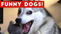 Funny Dogs Compilation 2017 _ Best Funny Dog Videos Ever
