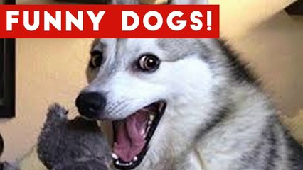 Funny Dogs Compilation 2017 _ Best Funny Dog Videos Ever