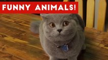 Funniest Pet Clips, Bloopers & Moments Caught On Tape 2017 _ Funny Pet Videos