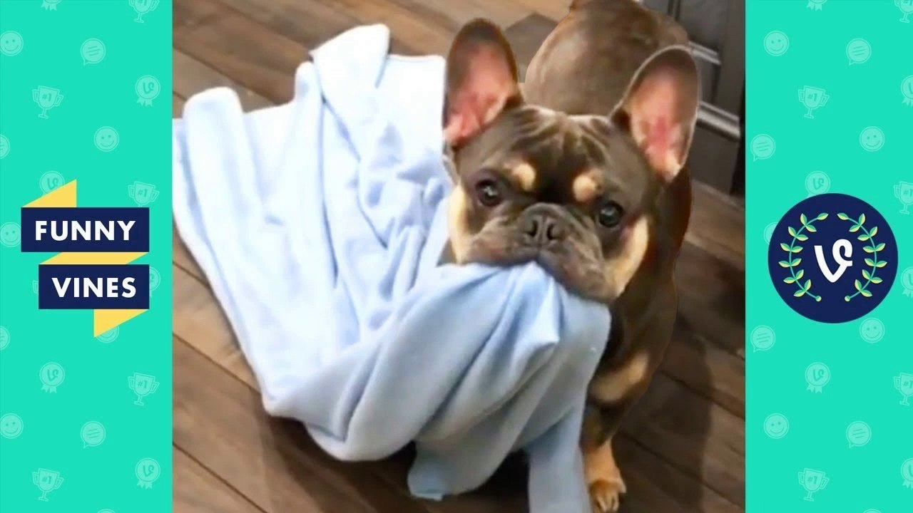 TRY NOT TO LAUGH - Funny Animals & Cute Pets Compilation _ Funny Vines August 2018