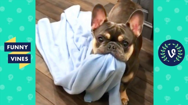 TRY NOT TO LAUGH - Funny Animals & Cute Pets Compilation _ Funny Vines August 2018