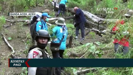 Скачать видео: Pemusnahan Ladang Ganja Seluas 1,5 Hektar oleh BNN