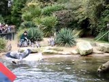 Zoo Keeper Feeding Penguin in Dublin Zoo