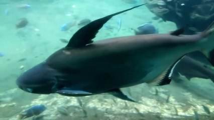 Underground Tunnel AQUARIUM! (Amazon Fish)鯉