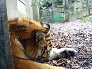 Tiger in Dublin Zoo