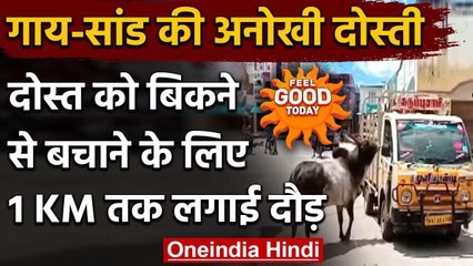 Feel Good Today :गाय-सांड की अनोखी दोस्ती,देखिए अपनी दोस्त के लिए सांड ने क्या किया |वनइंडिया हिंदी