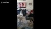 Room filled with Siberian Huskies can't stop talking to each other in San Diego