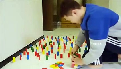 Video fabuloso de perro y gato pasando obstáculos