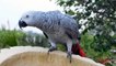 African Grey Parrot Talking Like Crow