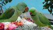 Beautiful Indian Ringneck Parrots