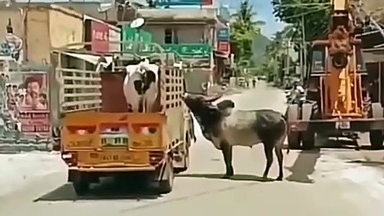 यह दोस्ती है अनोखी: ऐसे मिली मांजा मलाई नंदी को उसकी लक्ष्मी