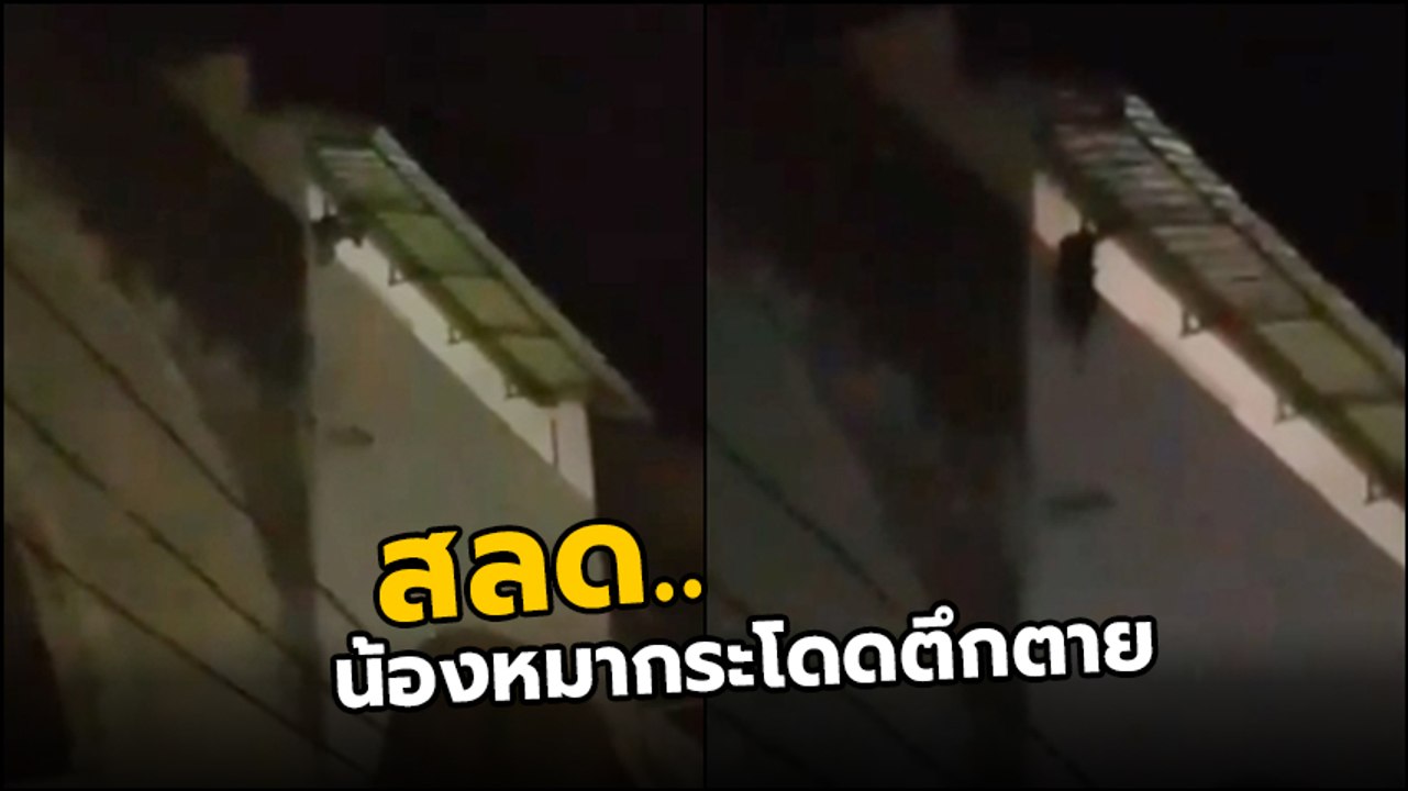 คลิปสลดใจ หมา 2 ตัว ร้องโหยหวน ก่อนกระโดดตึกตาย...