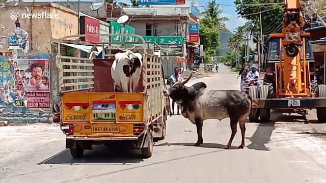 Bull chases caravan carrying cow mate, and both reunite in heartwarming moment in India