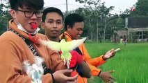 Serunya Latihan Free Fly Burung Peliharaan