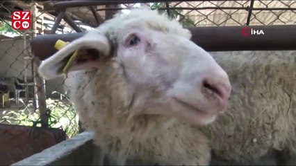 "Akademik" kurbanlıklar satışta