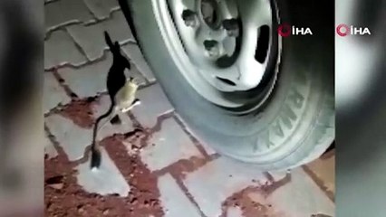 Kanguru faresi Adıyaman’da görüldü; su içmeden yaşayabiliyorlar
