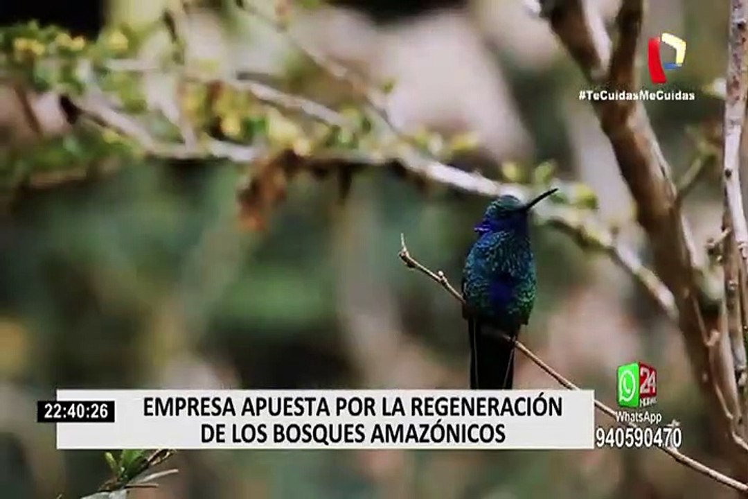Pucallpa: empresa plantó 600 mil árboles de diferentes especies nativas
