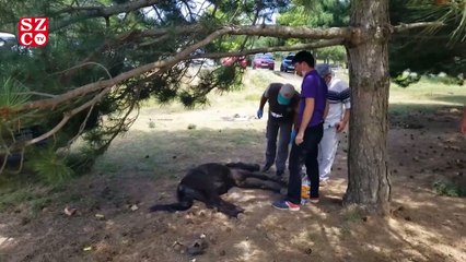 2 yaşındaki halsiz tay korumaya alındı