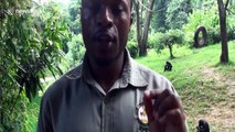 Clever chimpanzee uses a branch as a tool to grab snacks in water at Uganda wildlife centre