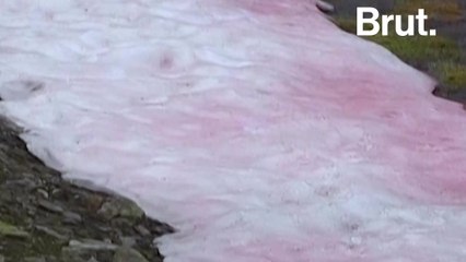 Pink snow linked to an algae poses a threat to glaciers