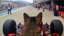 Pet cat 'drives' Ferrari F1 race car round circuit in Japan