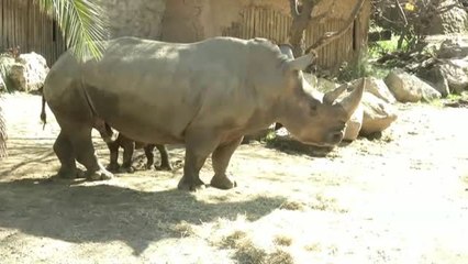 Nace un rinoceronte blanco en cautividad en Chile
