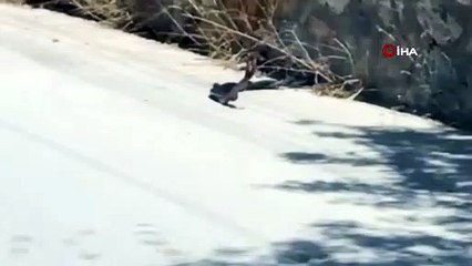 Yılanların dansı görenleri şaşkına çevirdi