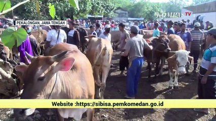 Dua Minggu Jelang Idul Adha, Harga Sapi Qurban Terus Naik!