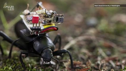Tiny 'GoPro for Beetles' Gives First-Person View of a Bug's Life