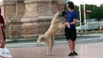 Önce Sevdi, Sonra Kaçtı Taksim'de Vatandaşın Köpekle İmtihanı Kamerada