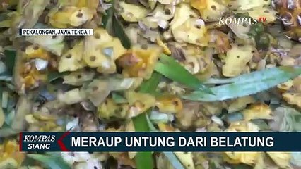Meraup Untung dari Budidaya Belatung