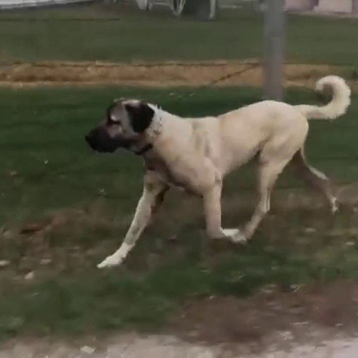 ANADOLU COBAN KOPEGi SPORDA - ANATOLiAN SHEPHERD DOG EXERCiSE