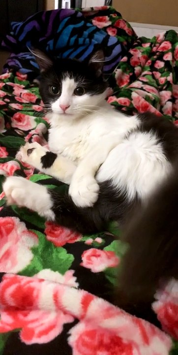 Kitty Has Battle With It's Own Back Legs